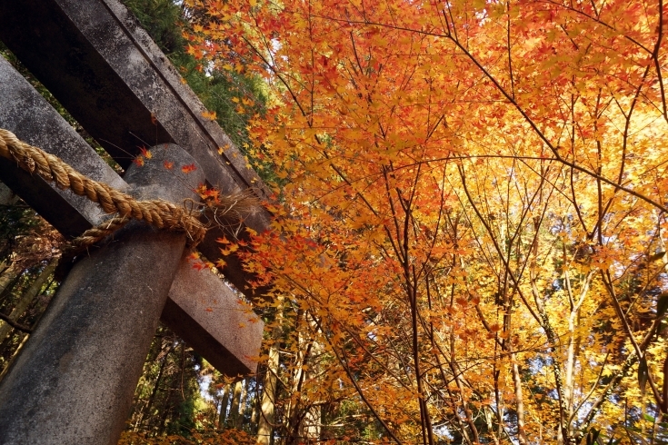 「速川神社の紅葉」