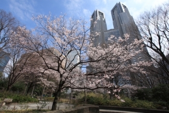 高遠小彼岸桜(タカトウコヒガンザクラ)<br>(撮影 2013年3月17日)