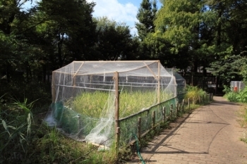 稲の水田 (撮影 2013年9月20日)