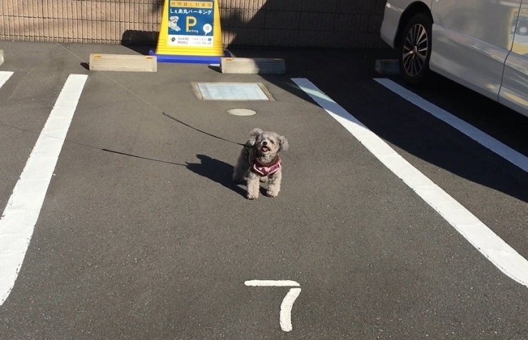 「朝霞駅近くにまたまた【しぇあ丸パーキング】NEW駐車場がオープンしました！」