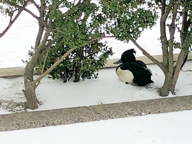 「今日も凄い雪ですね」