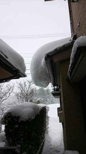 「ニュッとした雪と、名前会議( ￣▽￣)」