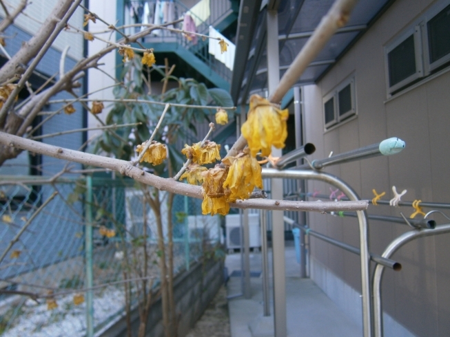 「明日は雨水！交野市　ディサービス　小林診療所　老人ホーム　」