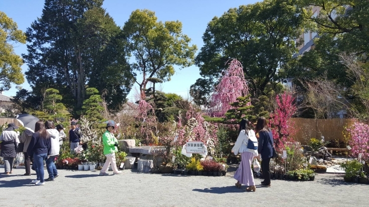 「春のみやざき植木市開催中！（3月31日まで）」