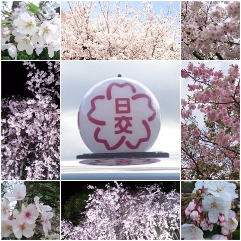 「☆桜のオジサンたち☆」