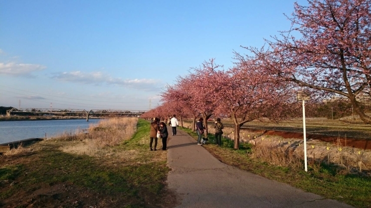 「桜が見頃！！　八千代市新川のお花見後は活き活き家で食事をしませんか？？【八千代店176号】」