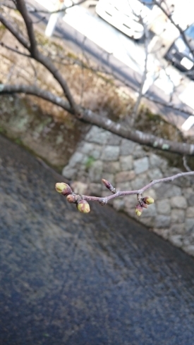 「つぼみふくらむ桜もうすぐ✨」