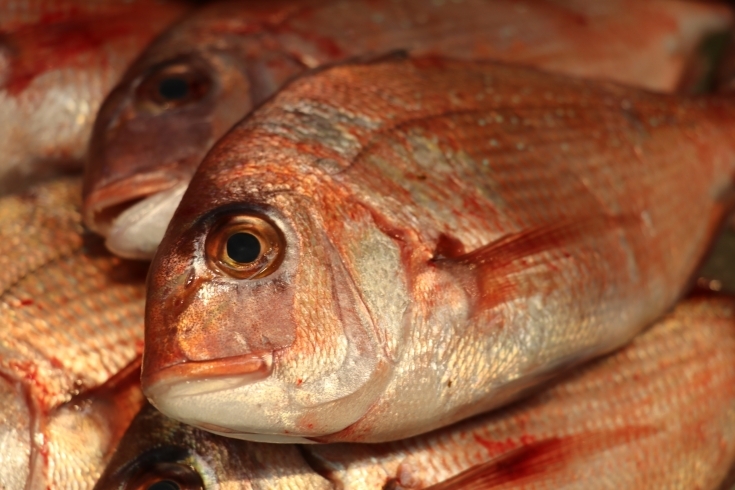 「八千代市、佐倉市の鮮魚店   　 魚や山粋　　千葉　竹岡桜鯛！（卒業、入学のお祝いに当店のお魚を）」