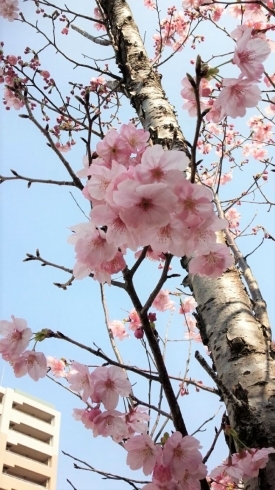 「桜咲く♪」
