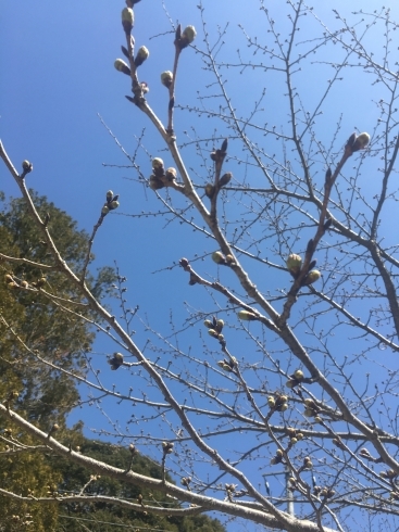 「茂原公園　桜」