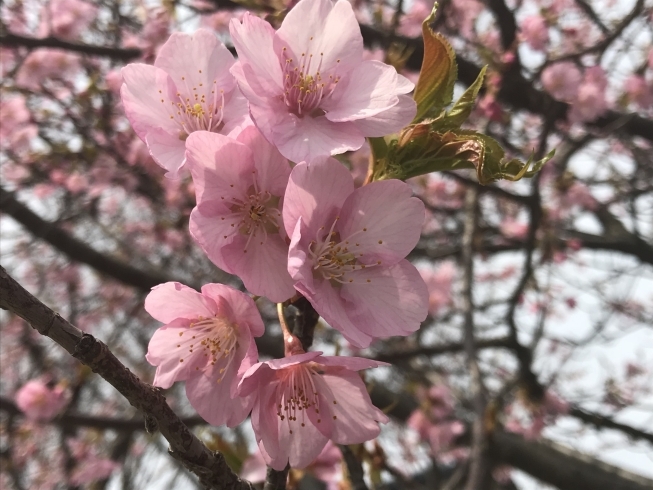 「早咲きの桜を愛でて来ました(o^^o)」