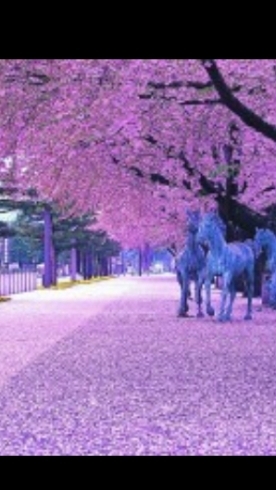 「おはようございます☀東京近郊も桜の開花宣言？！春がやって参りました❣️」