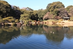 新宿御苑の日本庭園　撮影2013年1月31日