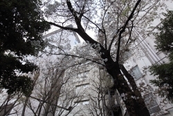 新宿遊歩道公園～四季の路～の染井吉野桜<br>撮影2013年3月23日