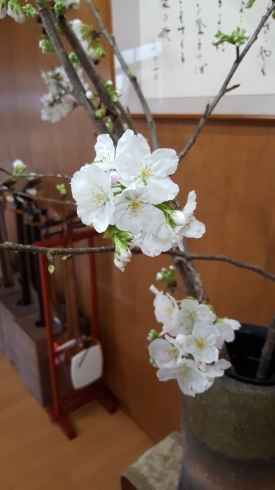 「桜の花が咲き始めました♪」