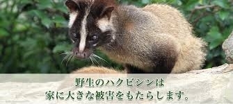 「『ハクビシンによる被害（浦安市）』」