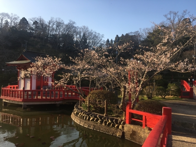 「茂原公園　桜　その２」