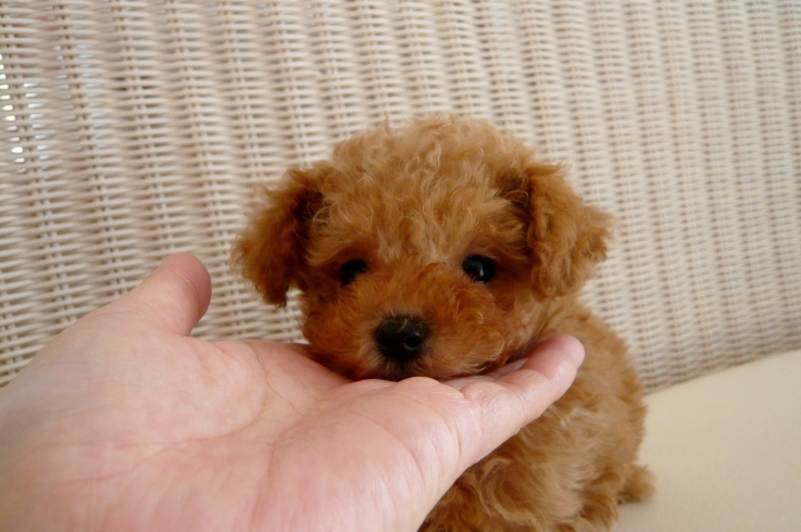 「ぱぱ＆まま募集のbabyちゃん　(｡･ω･｡)ﾉ♡」