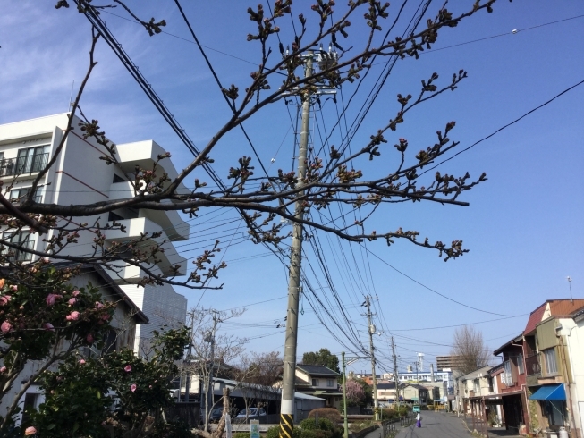 「桜のつぼみ、ピンクになってる❗️」