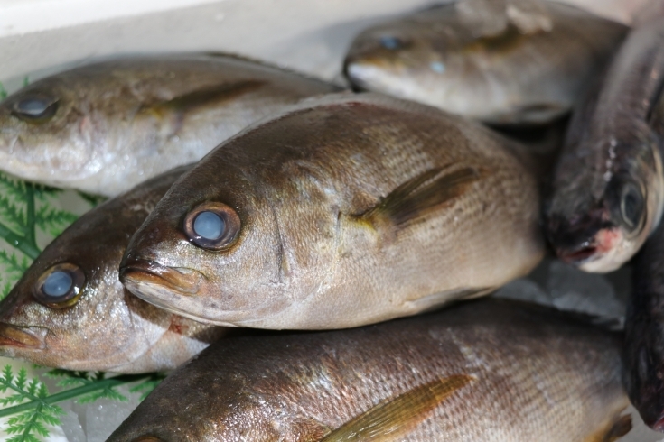 「八千代市、佐倉市の鮮魚店   　 魚や山粋（ヤマスイ）　　本日から3日間新聞折込特売！」