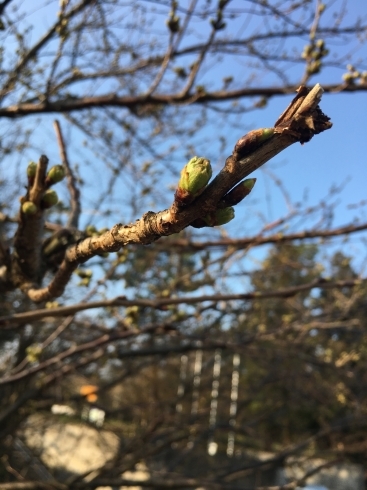 「桜のつぼみが大分膨らんできました！」