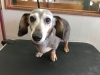3月24日 オプションコースのオクトちゃん 犬猫のトリミング屋さんぽちのうち 犬 猫のトリミング屋さん ぽちのうちのニュース まいぷれ 船橋市