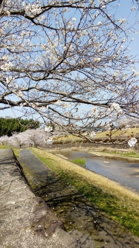 「お花見情報♪」