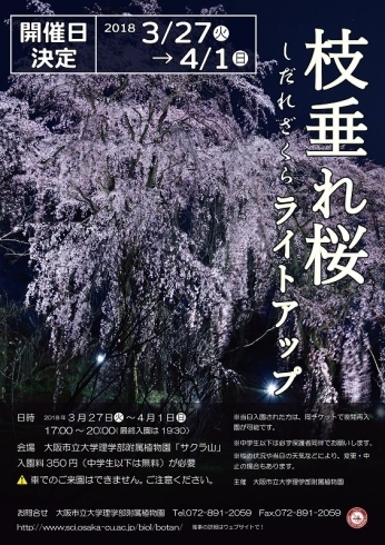 「植物園で枝垂れ桜ライトアップ！今年は3/27～4/1です」