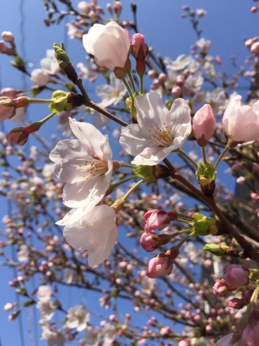 「桜」