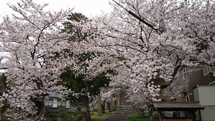 「桜が満開になりました(*^▽^*)」