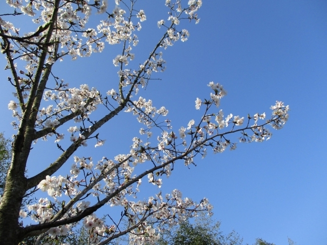 「ゆめ広川の桜、見ごろを迎えています！！」
