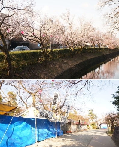 「古城公園は桜祭りの準備が進んでいます！」
