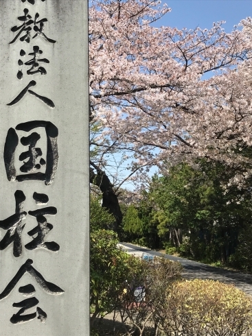 「 4/1（日）桜まつりを開催します　園内の桜、満開です！」