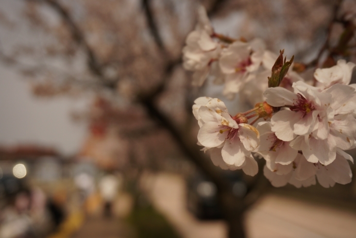 「古城公園の桜は満開です！」