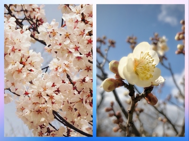 「桜と梅の共演✨高岡古城公園」