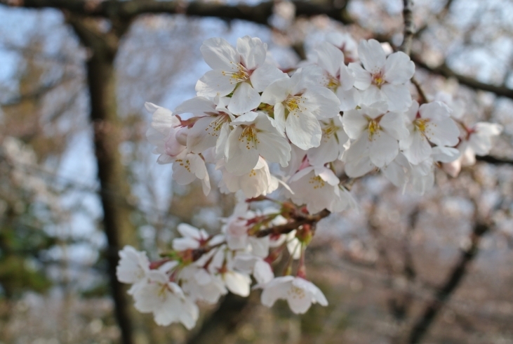 「「上田城桜情報」のご案内（行政情報：上田市役所 お知らせより）」