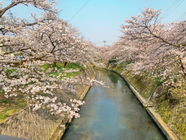 「福岡町の桜も見頃です！」