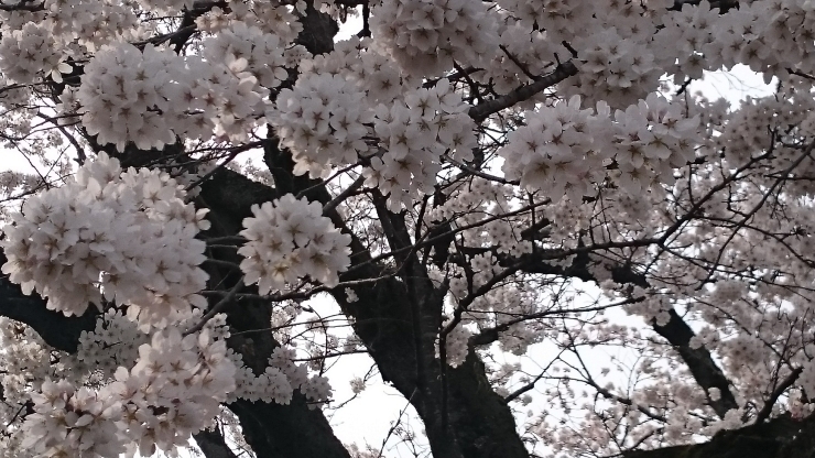 「本日も営業しています。」