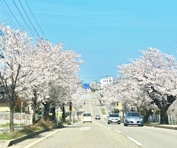 「十間道路も桜がきれいです♪」