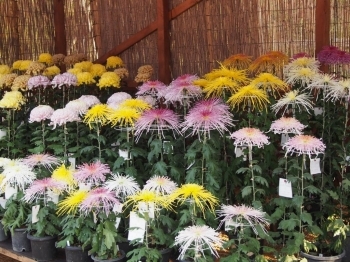 昭島市菊優友会による展示<br>大輪の花が見どころです。