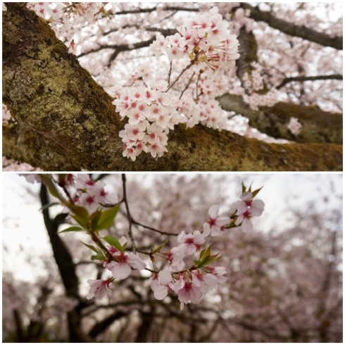 「週末もお花見できそうです！ 古城公園の桜」
