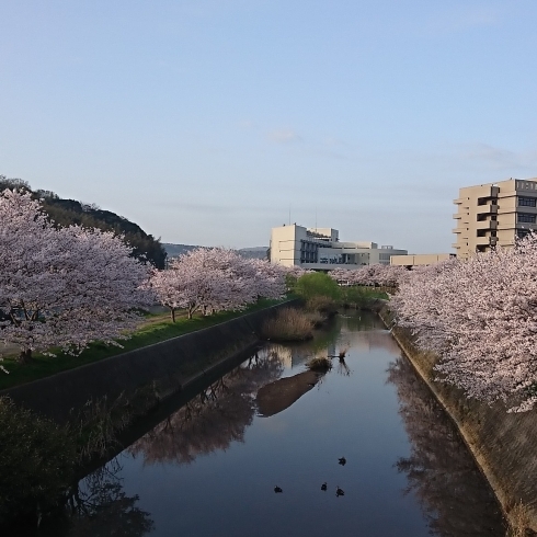 「桜花見も終わり   ☆新メニュー酵素ローション【老化予防に！】」