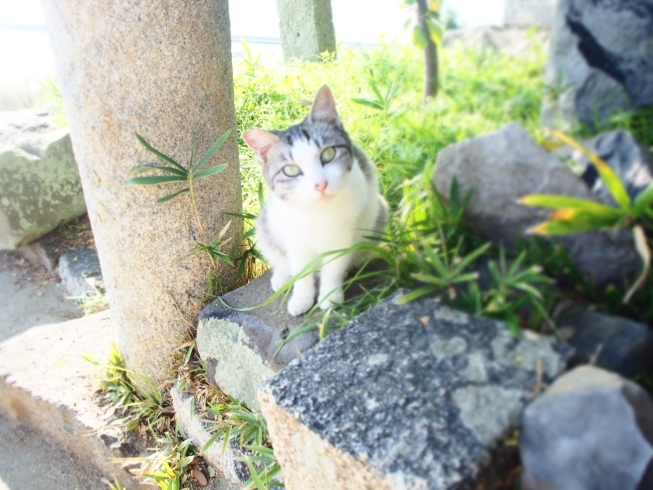 「春がきた〜(⁎⁍̴̆Ɛ⁍̴̆⁎)島の季節がやってきたぁ(=^ェ^=)」