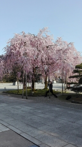 「桜きれいでしたね～！！」