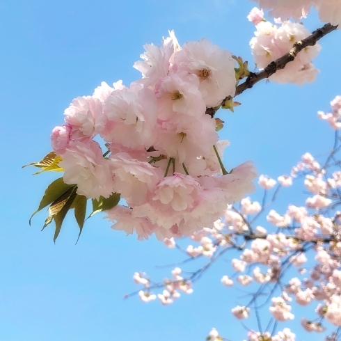 「八重桜が満開です！」