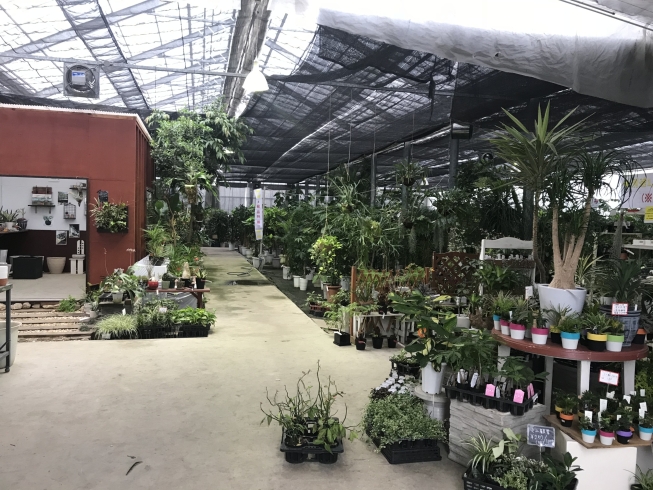 「観葉植物展示即売会、本日２日目開催！」