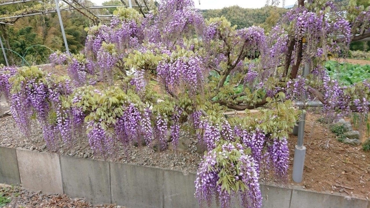 「藤の花が咲き始めました♪【三島市塚原新田】」