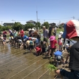 今年も田んぼで田植えだよ！