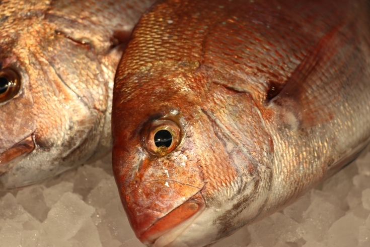 「八千代市、佐倉市の鮮魚店   　 魚や山粋（ヤマスイ）　今が旬　長崎　天然　春真ダイ！」