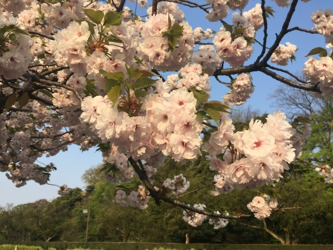 「古城公園のお堀沿いの八重桜が綺麗です！」